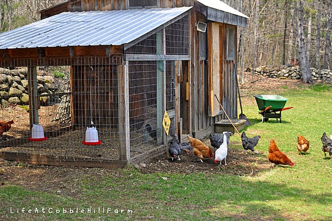farm for your life golden chicken